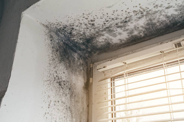 Affordable Mold Remediation solutions in Richardsville, VA